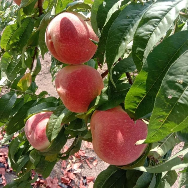 全红蜜，已大量供应，果园直发新鲜直达，商场超市电商直供
