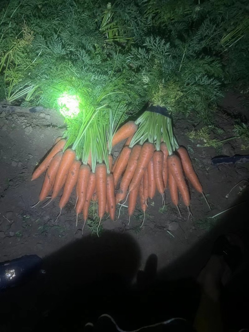 出口哈萨克斯坦带泥胡萝卜产量高品质好售后好