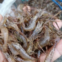 大量批发鲜活小河虾