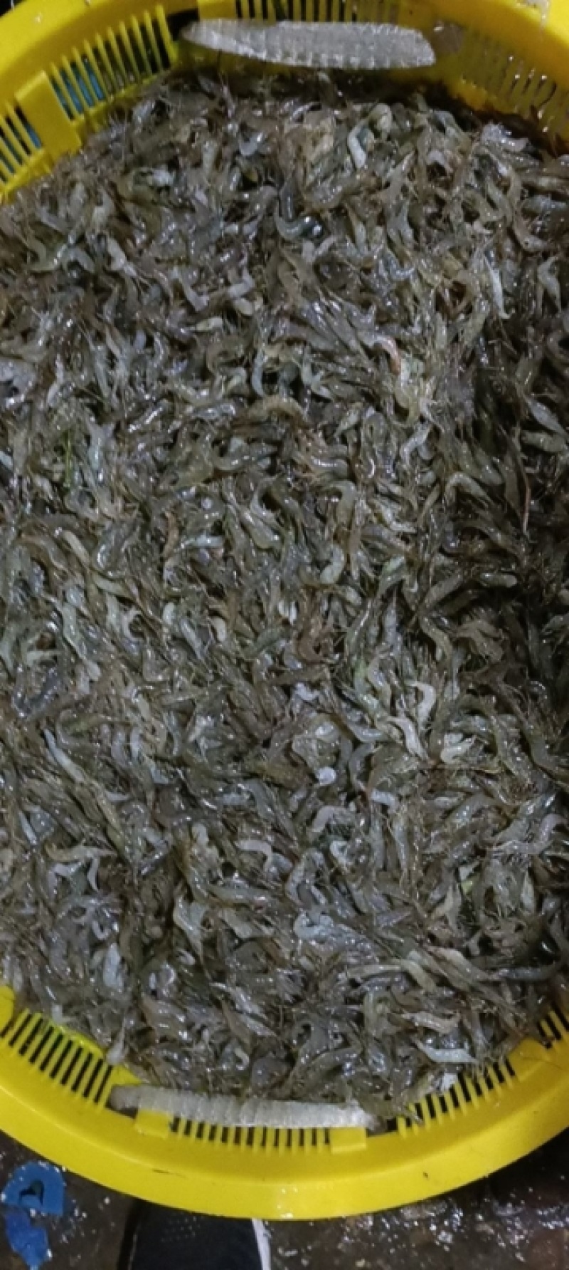 大量批发鲜活小河虾