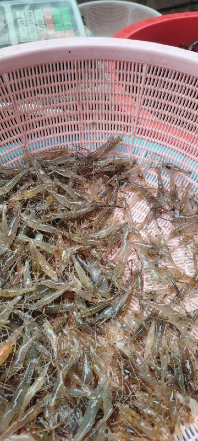 大量批发鲜活小河虾