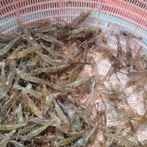 大量批发鲜活小河虾***********