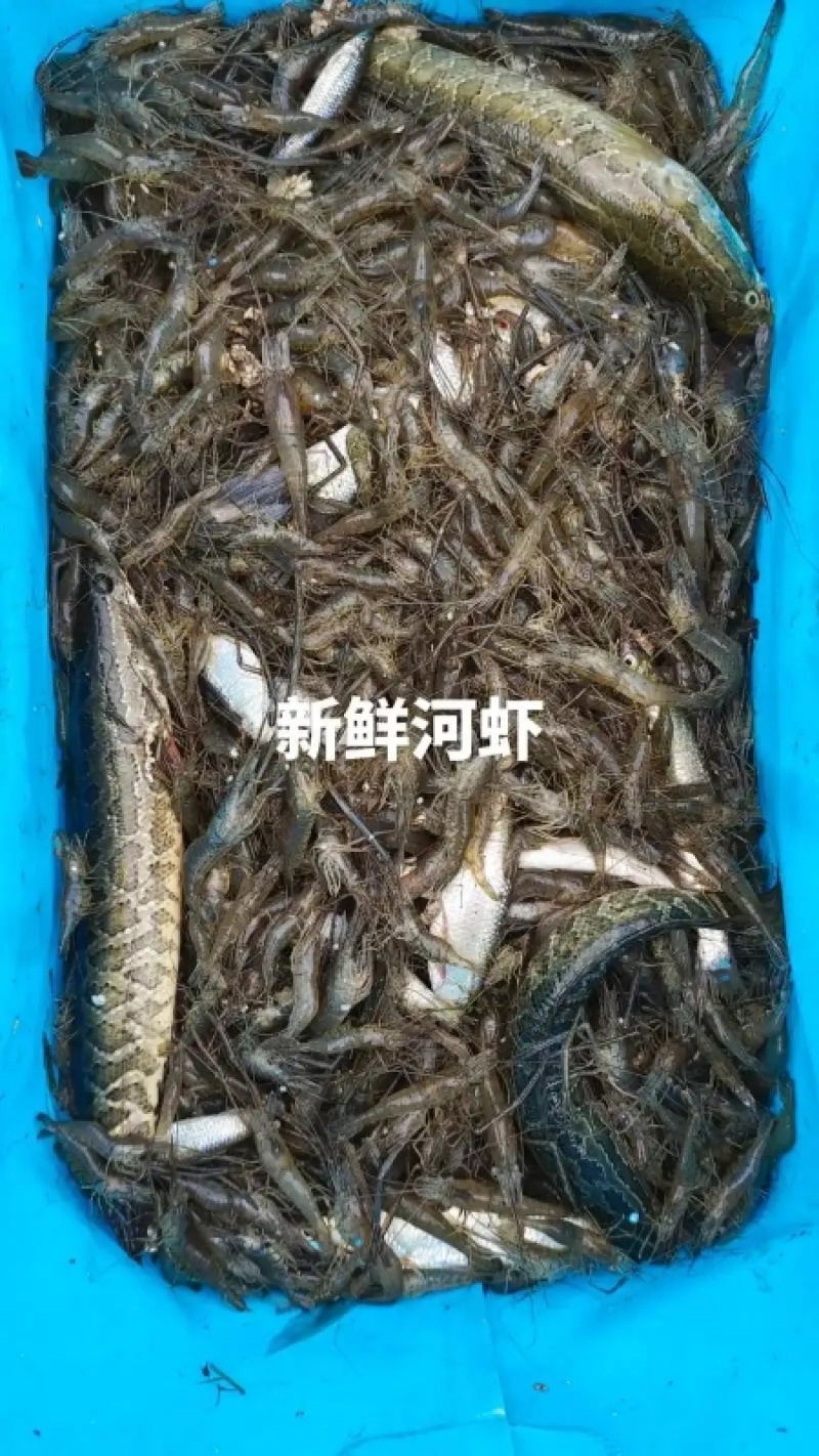 大量批发鲜活小河虾***********