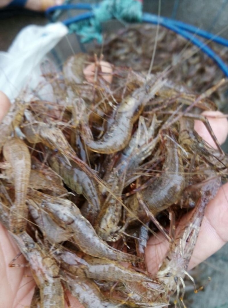大量批发鲜活小河虾***********