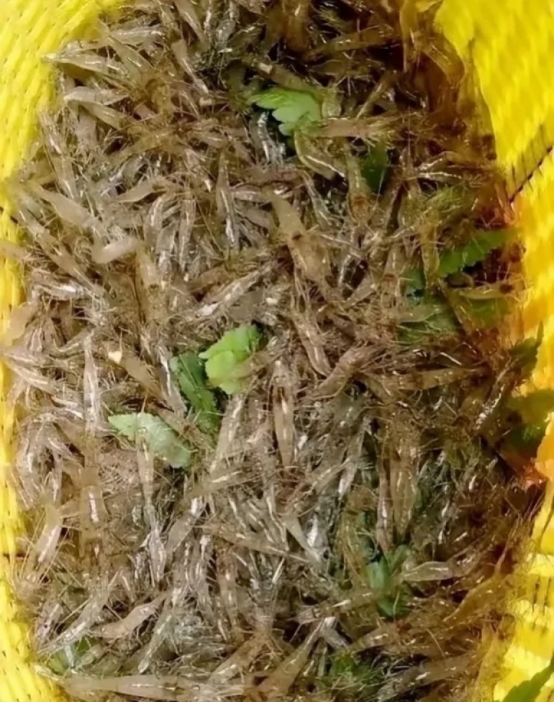 大量批发鲜活小河虾***********
