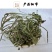 车前草全草车轱辘菜新鲜干货泡茶煮水
