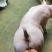 长白公猪大白公猪公猪种猪场种猪猪种公猪