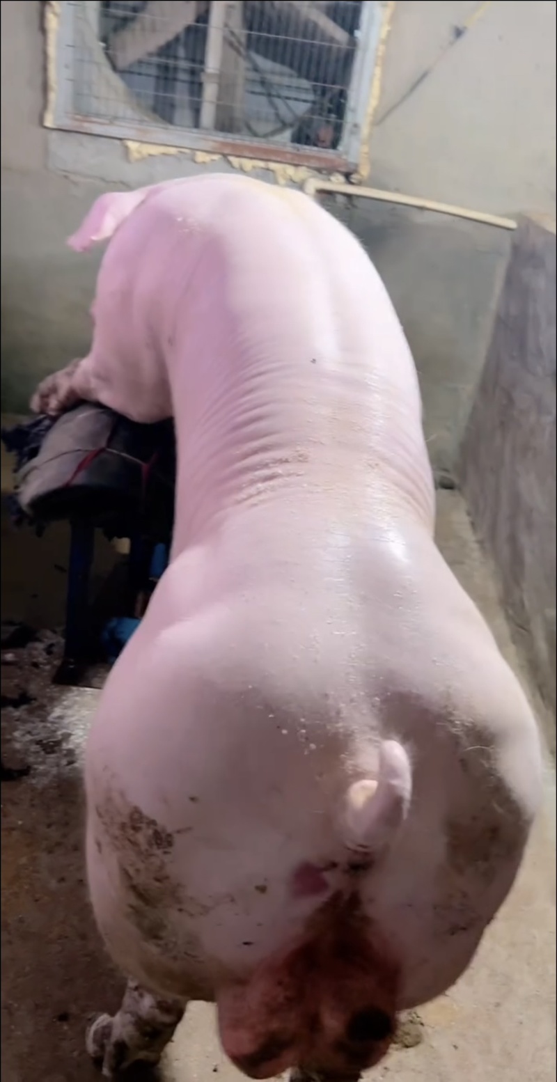 长白公猪大白公猪公猪种猪场种猪猪种公猪