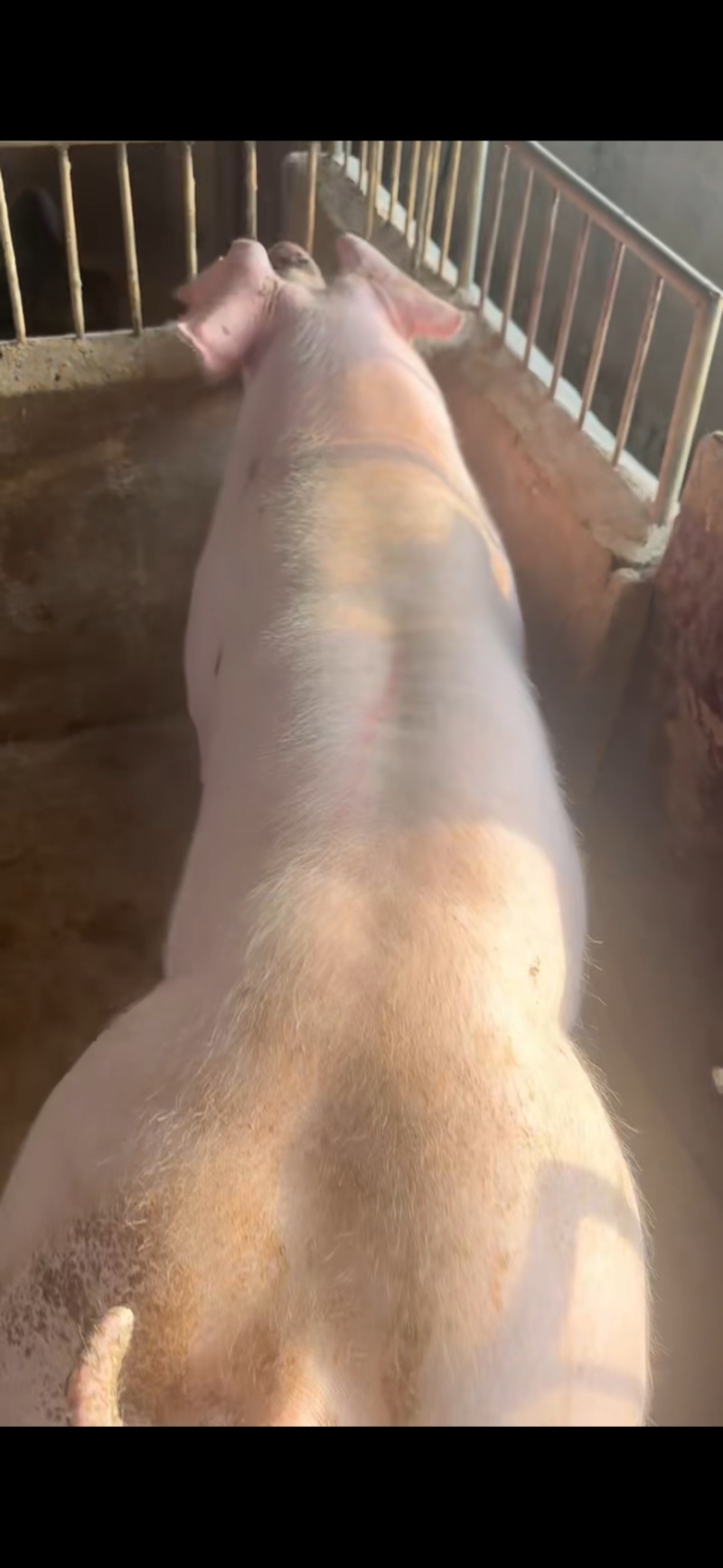长白公猪大白公猪公猪种猪场种猪猪种公猪