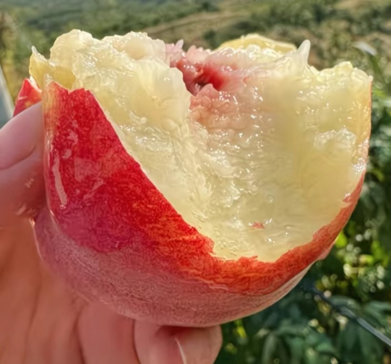 全红蜜，已大量供应，果园直发新鲜直达，商场超市电商直供