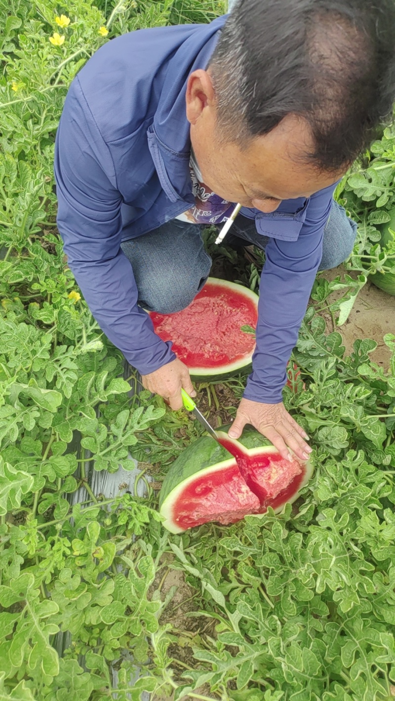西瓜无子