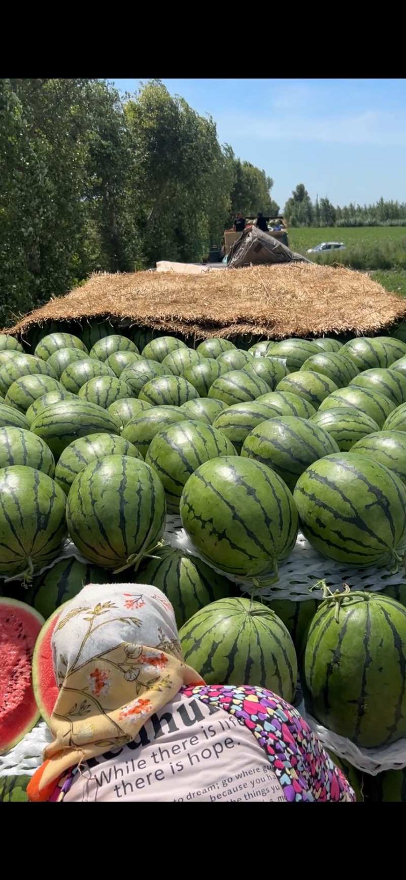西瓜\地雷瓜\庆红999\吉林乾安\精品地雷瓜