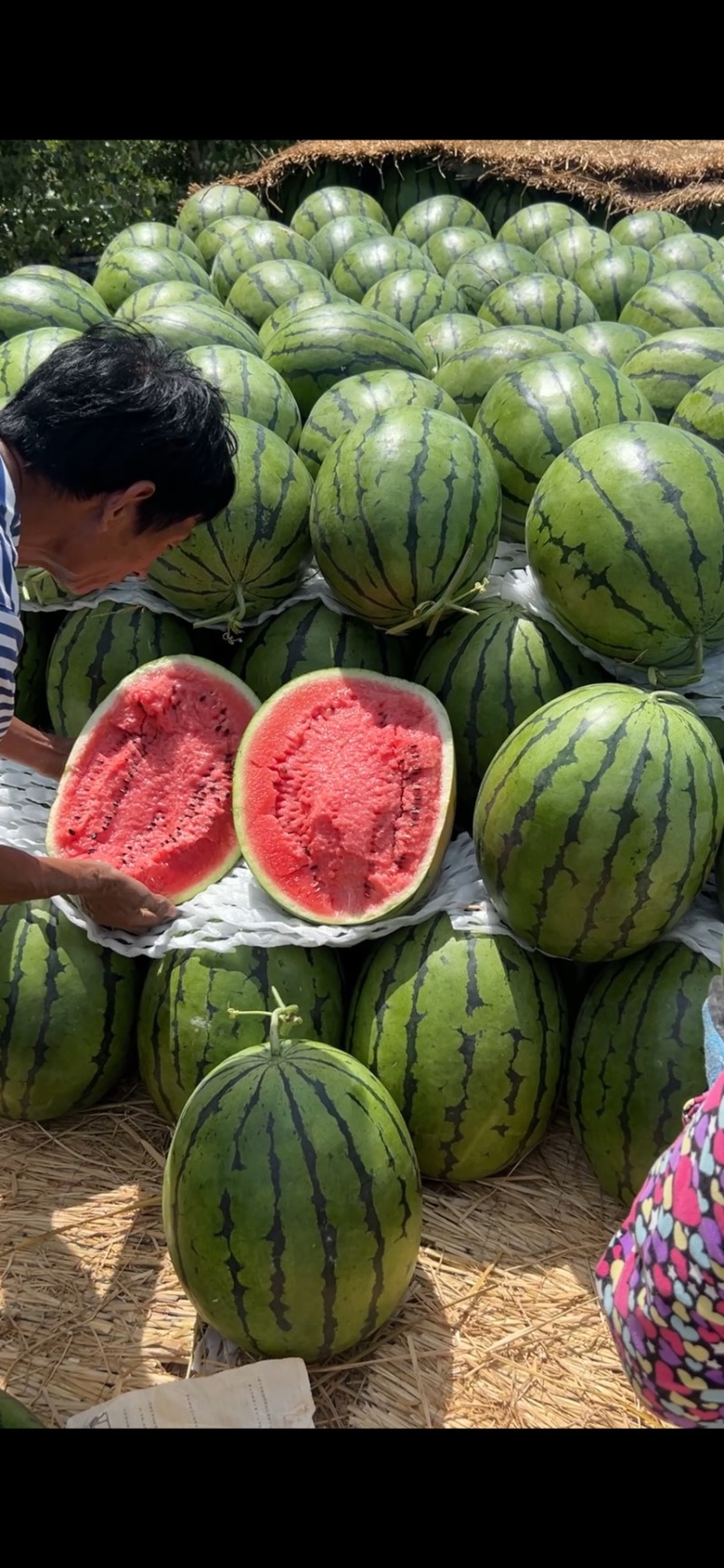 西瓜\地雷瓜\庆红999\吉林乾安\精品地雷瓜
