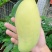 金煌芒水仙芒套袋无籽果批发保质保量包售后可接电商一件