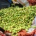 金煌芒水仙芒套袋无籽果批发保质保量包售后可接电商一件