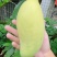 金煌芒水仙芒套袋无籽果批发保质保量包售后可接电商一件