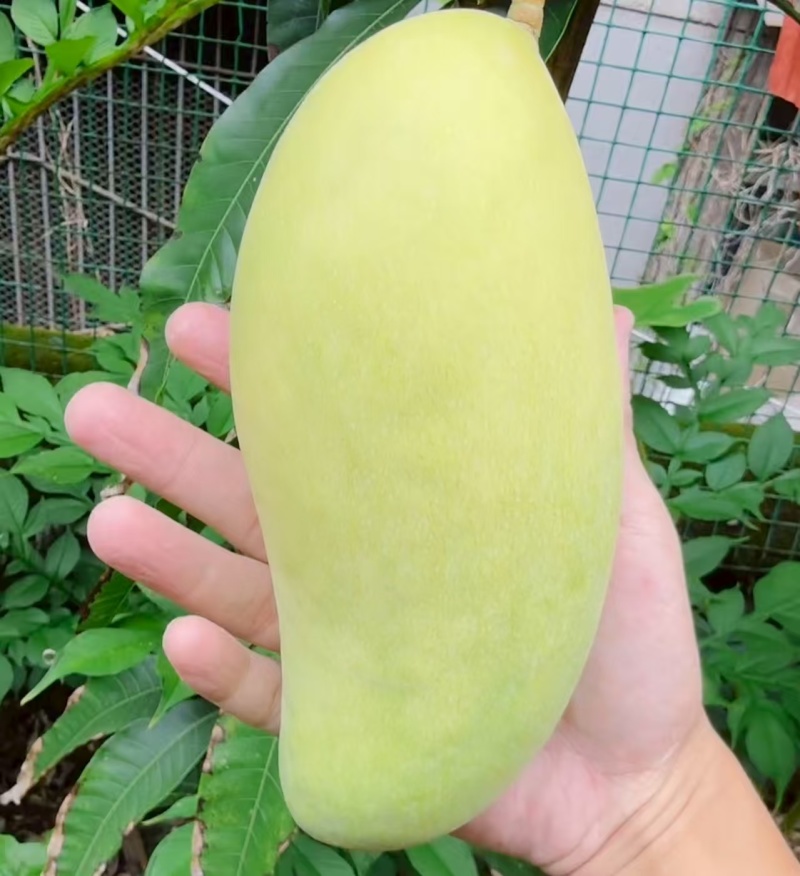 金煌芒水仙芒套袋无籽果批发保质保量包售后可接电商一件