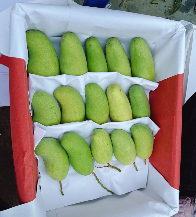 金煌芒水仙芒套袋无籽果批发保质保量包售后可接电商一件