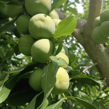 理县羌脆李