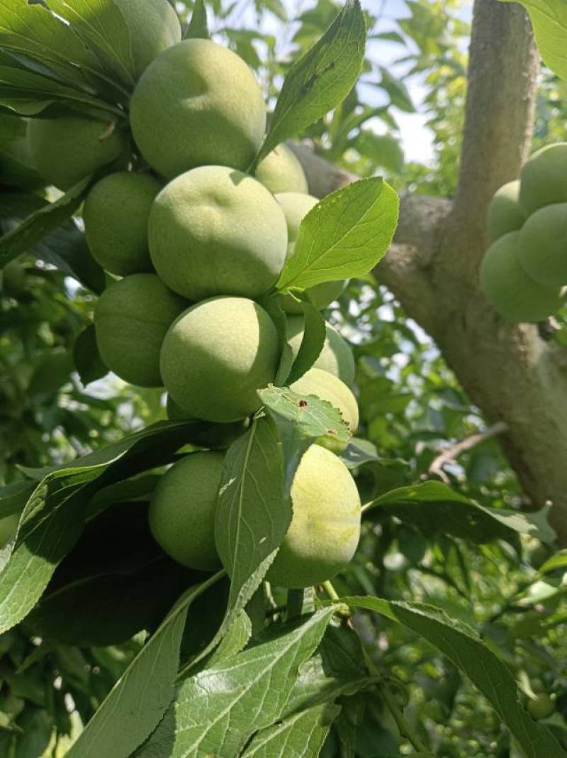 理县羌脆李