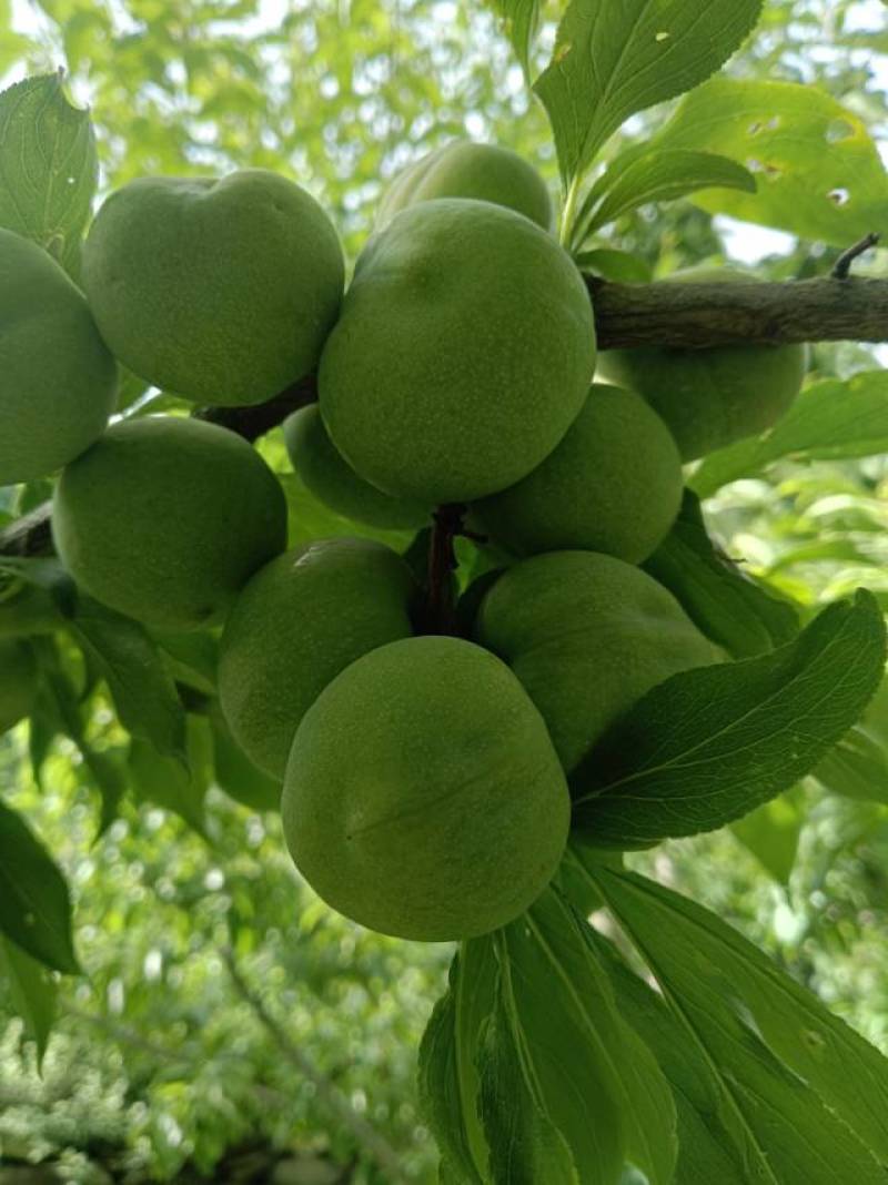 理县羌脆李