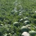 西瓜\地雷瓜\庆红999\吉林乾安\精品地雷瓜