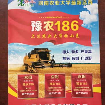 高产稳产抗病抗倒小麦种子国审豫农186