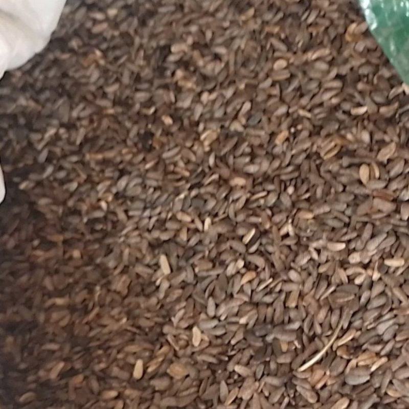 牛旁子，渭南