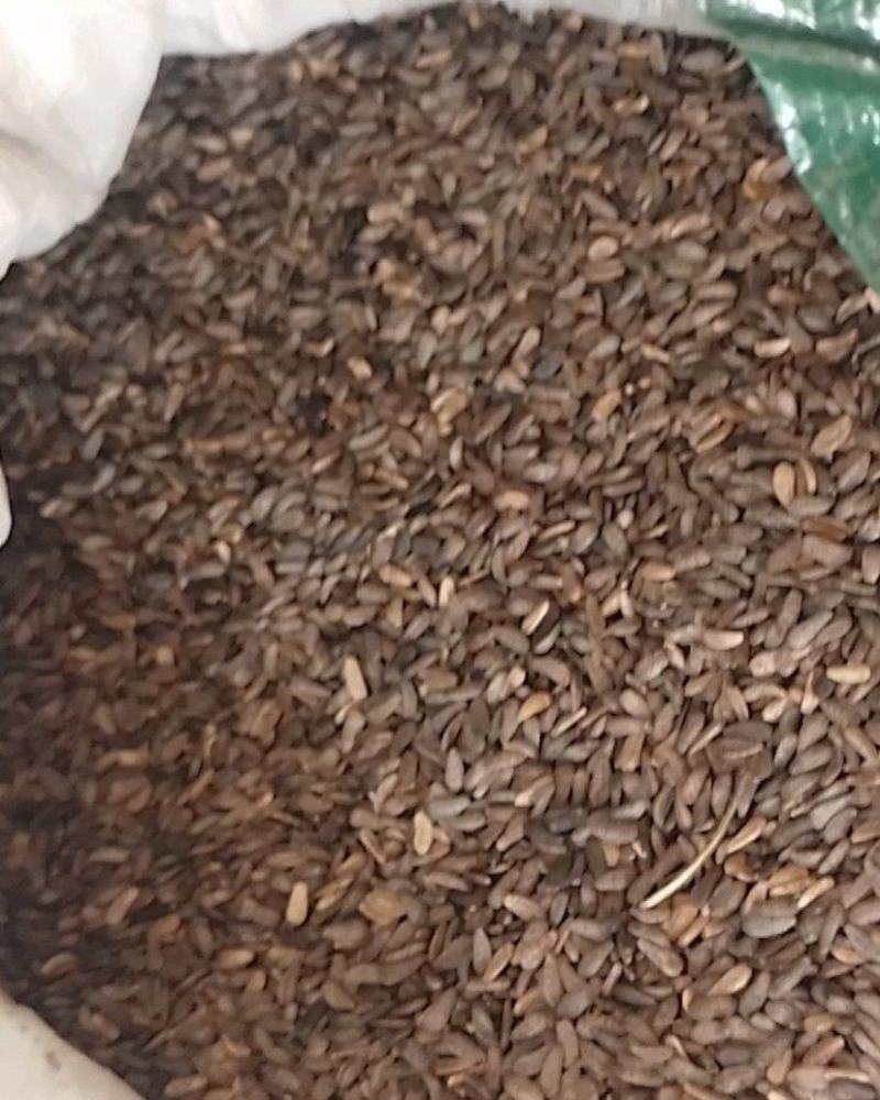 牛旁子，渭南