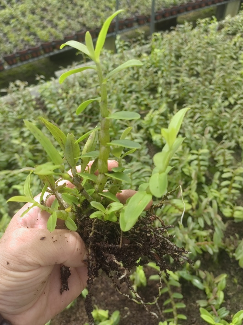 铁皮石斛（丛苗）