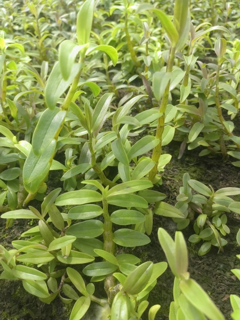 铁皮石斛（丛苗）