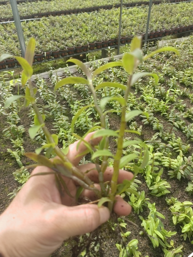 铁皮石斛（丛苗）