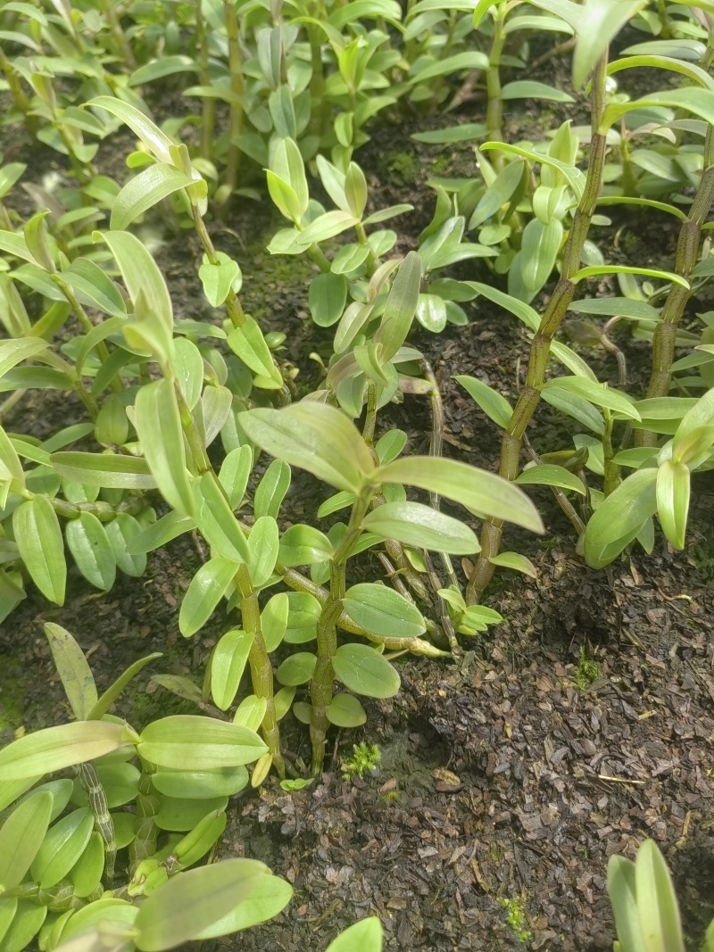 铁皮石斛（丛苗）