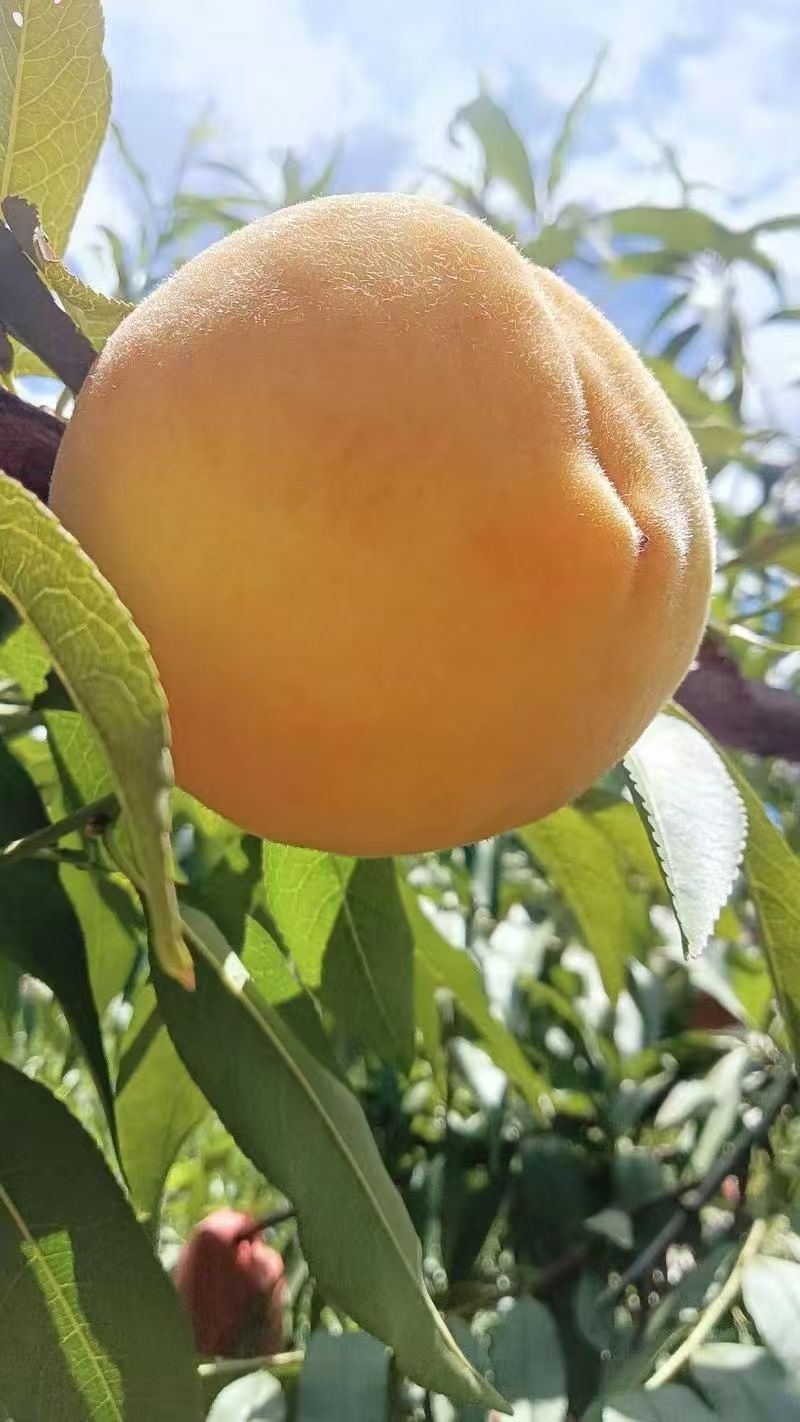 奉节精品锦绣黄桃产地直发口感脆甜全国发货欢迎来电咨询
