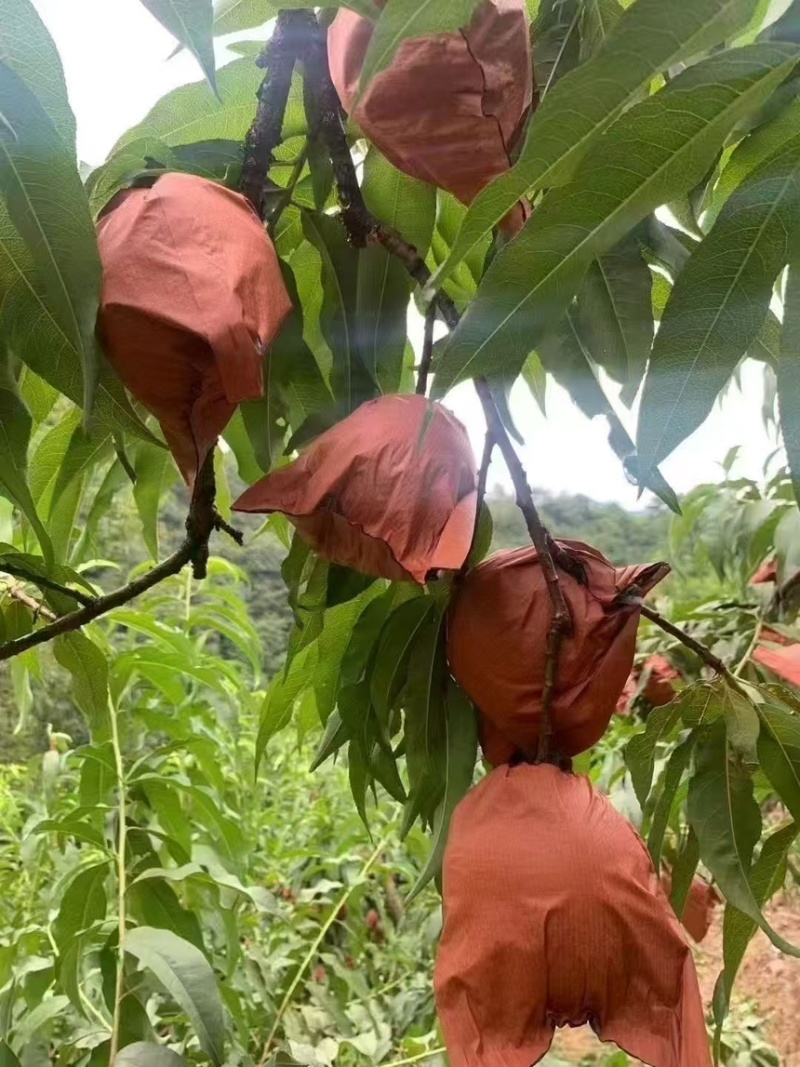 奉节精品锦绣黄桃产地直发口感脆甜全国发货欢迎来电咨询