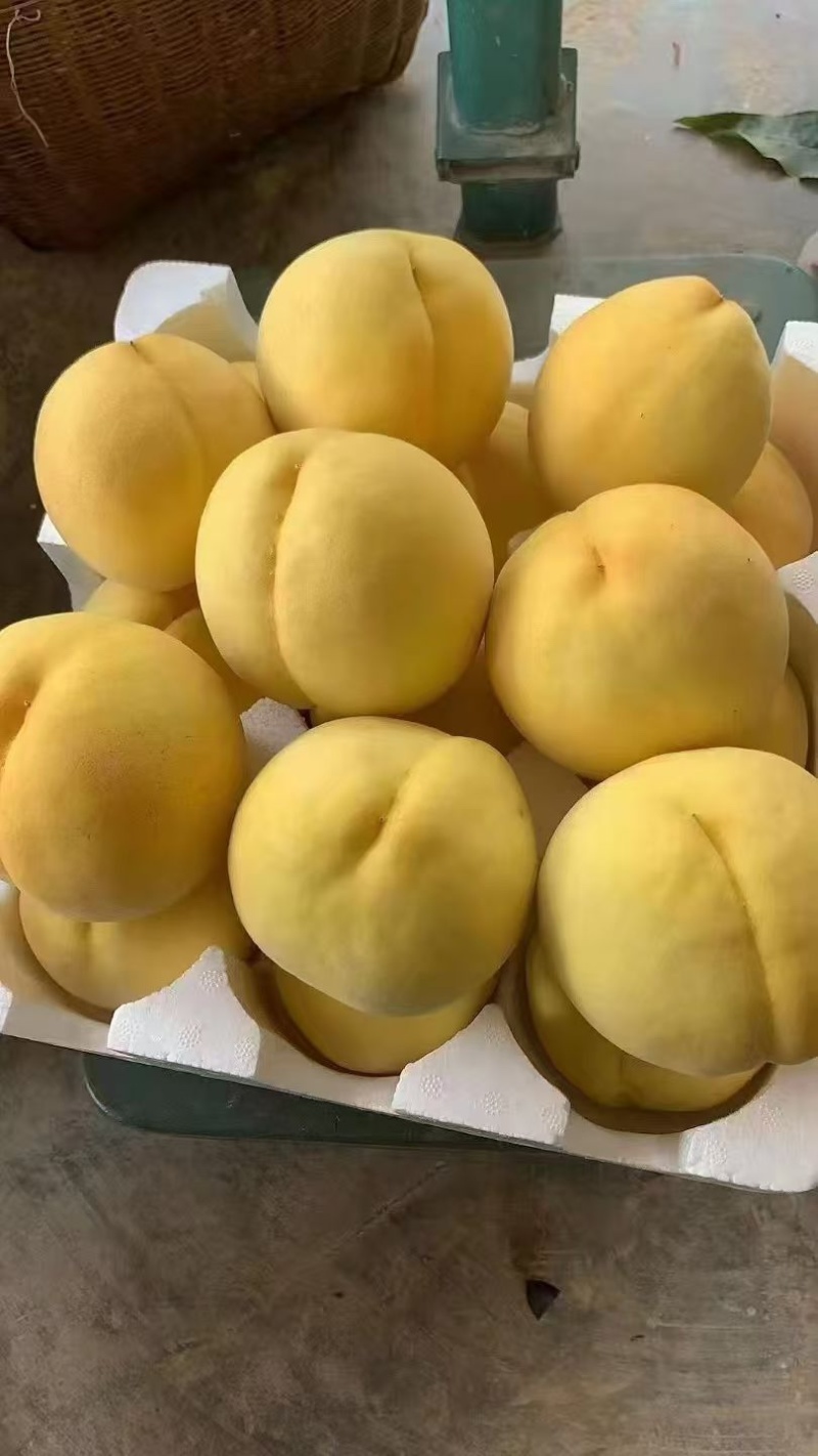 奉节精品锦绣黄桃产地直发口感脆甜全国发货欢迎来电咨询