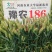 高产稳产抗病抗倒小麦种子国审豫农186