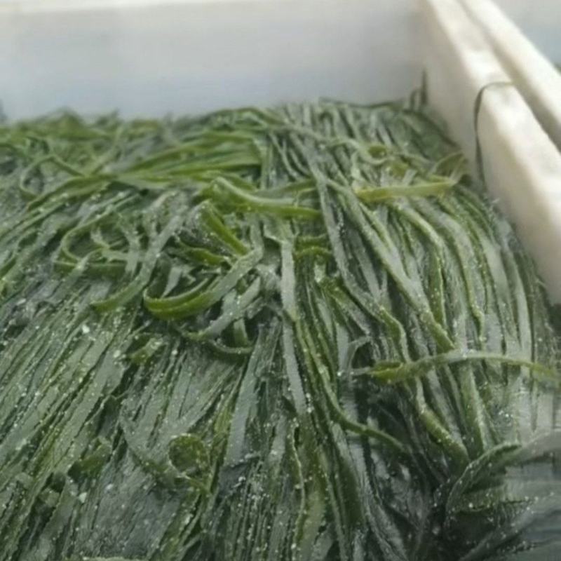 绿海带丝少盐新鲜货盐渍批发商用凉拌菜整箱