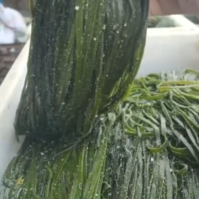 绿海带丝少盐新鲜货盐渍批发商用凉拌菜整箱