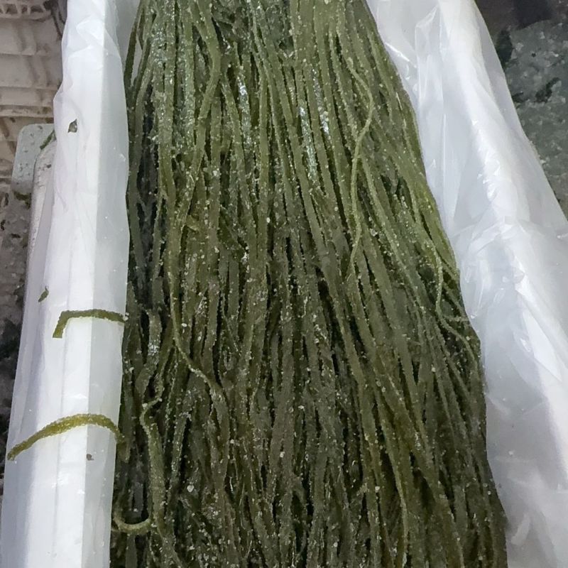 绿海带丝少盐新鲜货盐渍批发商用凉拌菜整箱