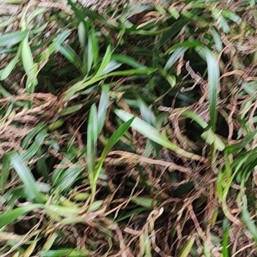 野生双叶大果