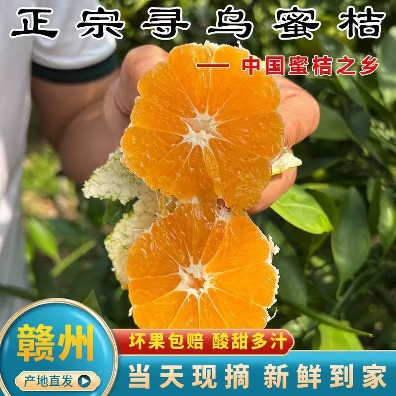 正宗寻乌蜜桔
