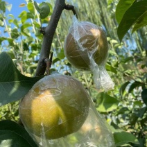 精品高山玉露香梨，马上上市