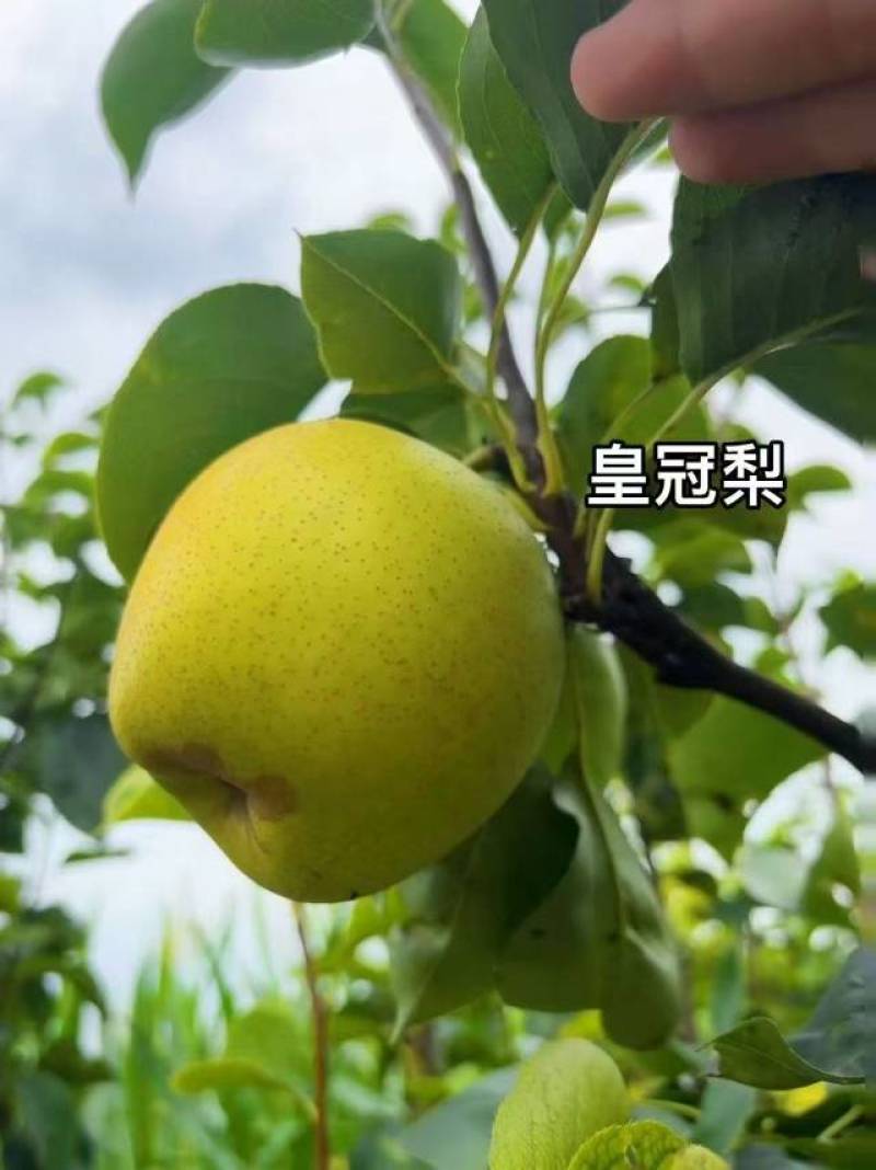 天津静海皇冠梨