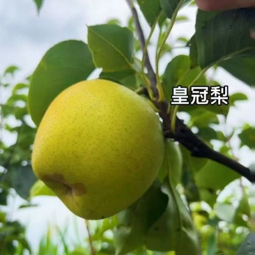 天津静海皇冠梨