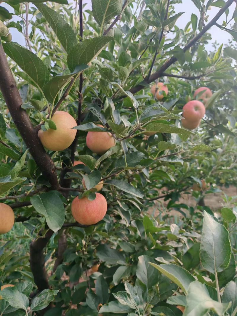精品嘎啦苹果，大量上市