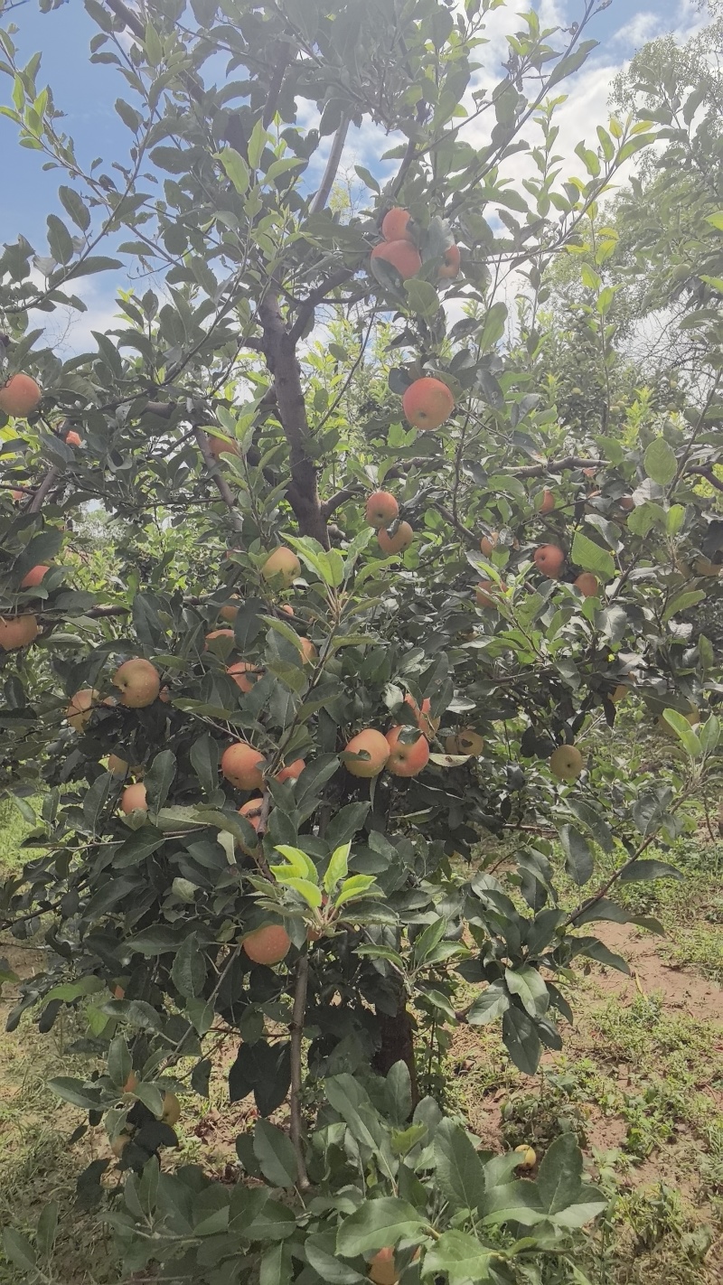 精品嘎啦苹果，大量上市