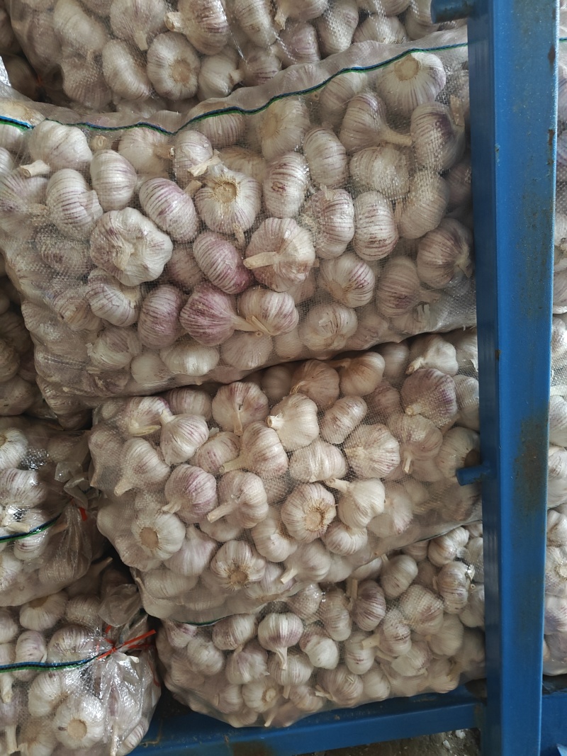 金乡大蒜产地直发一手货源。