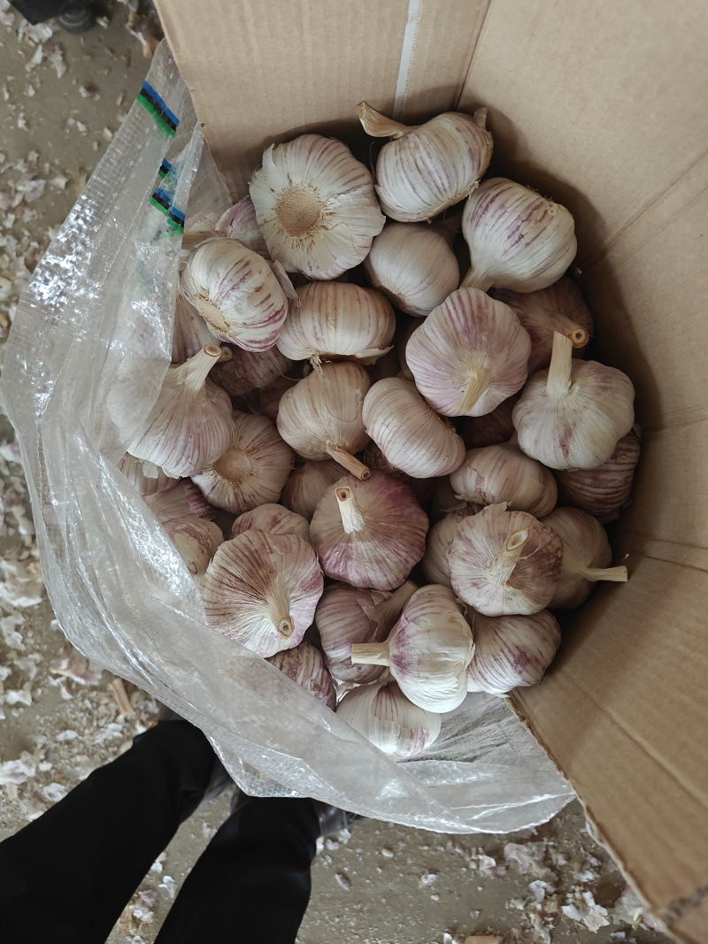 金乡大蒜产地直发一手货源。