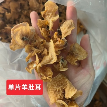 羊肚耳沙耳珍珠菌竹毛肚
